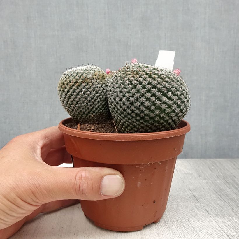 Mammillaria perbella 12cm pot sample as delivered in summer