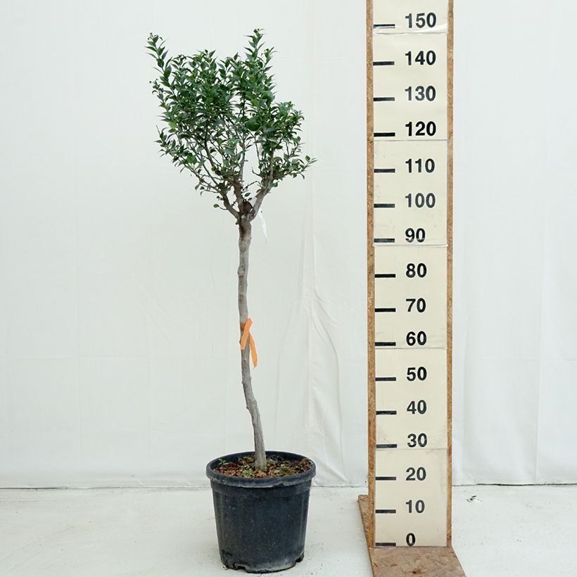 Chinese Mandarin Tree - Citrus myrtifolia 18L/20L pot, Half standard sample as delivered in autumn