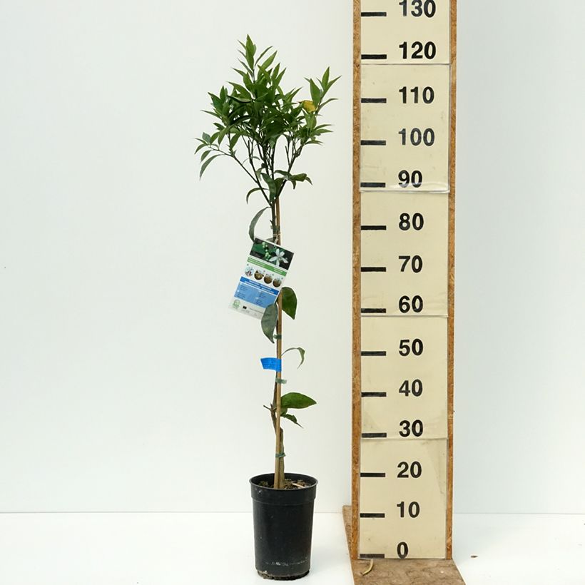 Mandarin Tree - Citrus deliciosa 3L/4L pot, Scion sample as delivered in summer