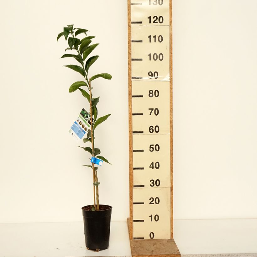 Mandarin Tree - Citrus deliciosa 3L/4L pot, Scion sample as delivered in winter