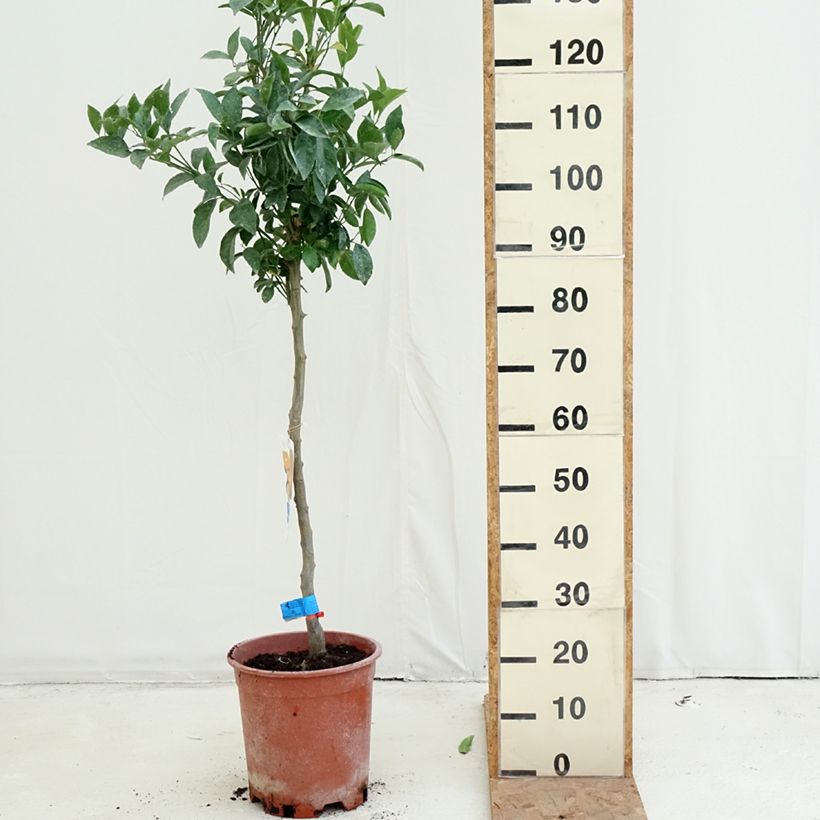 Mandarin Tree - Citrus deliciosa 7.5L/10L pot, Half standard sample as delivered in autumn