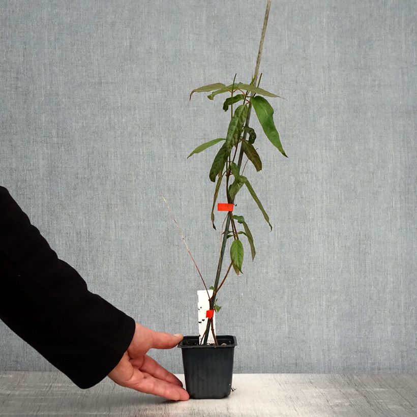 Mandevilla laxa 8/9 cm pot sample as delivered in spring