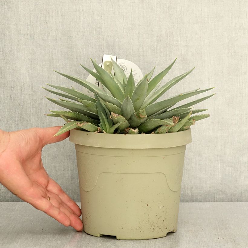 Mangave Frosted Elegance 3L/4L pot sample as delivered in summer