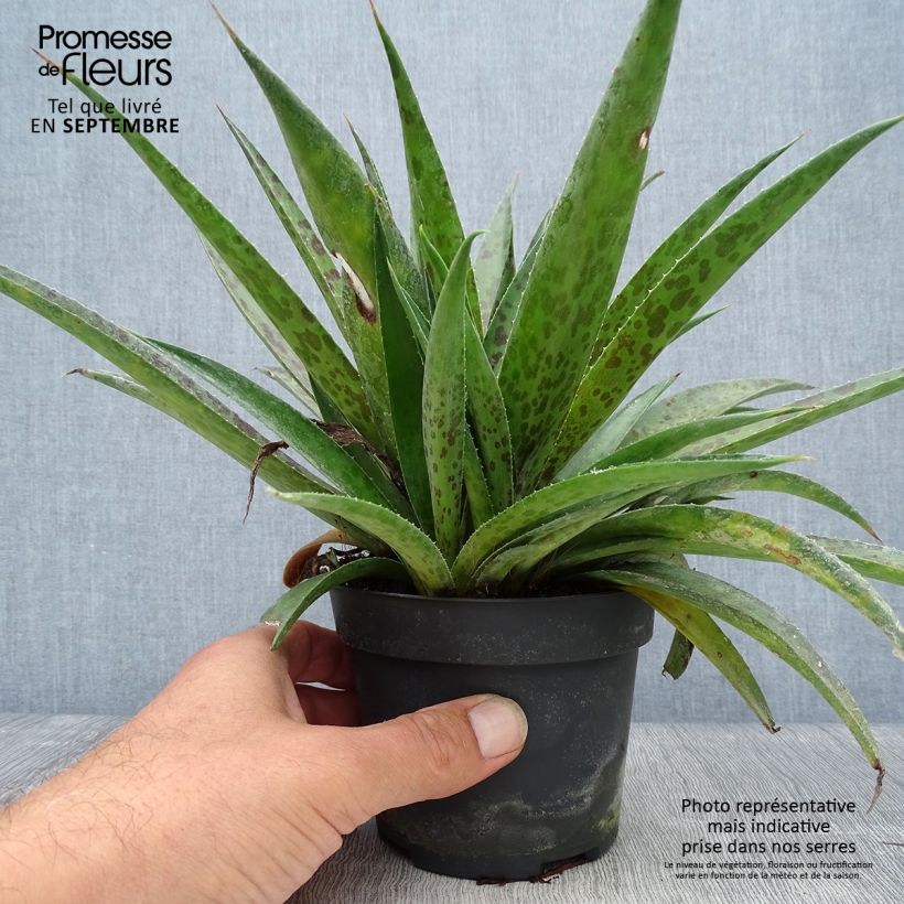 Mangave Pineapple Express 1L/1.5L pot sample as delivered in autumn