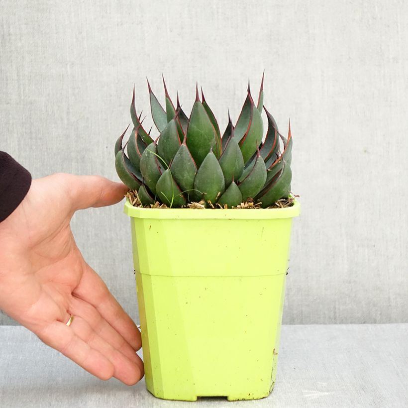 Mangave Praying Hands  3L/4L pot sample as delivered in autumn