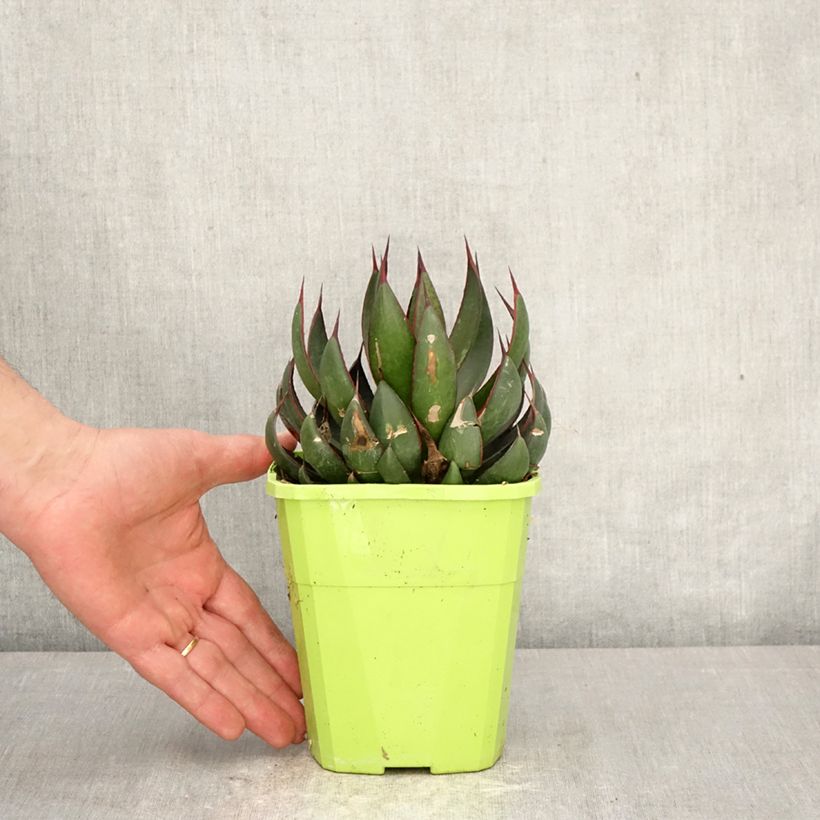 Mangave Praying Hands  3L/4L pot sample as delivered in spring