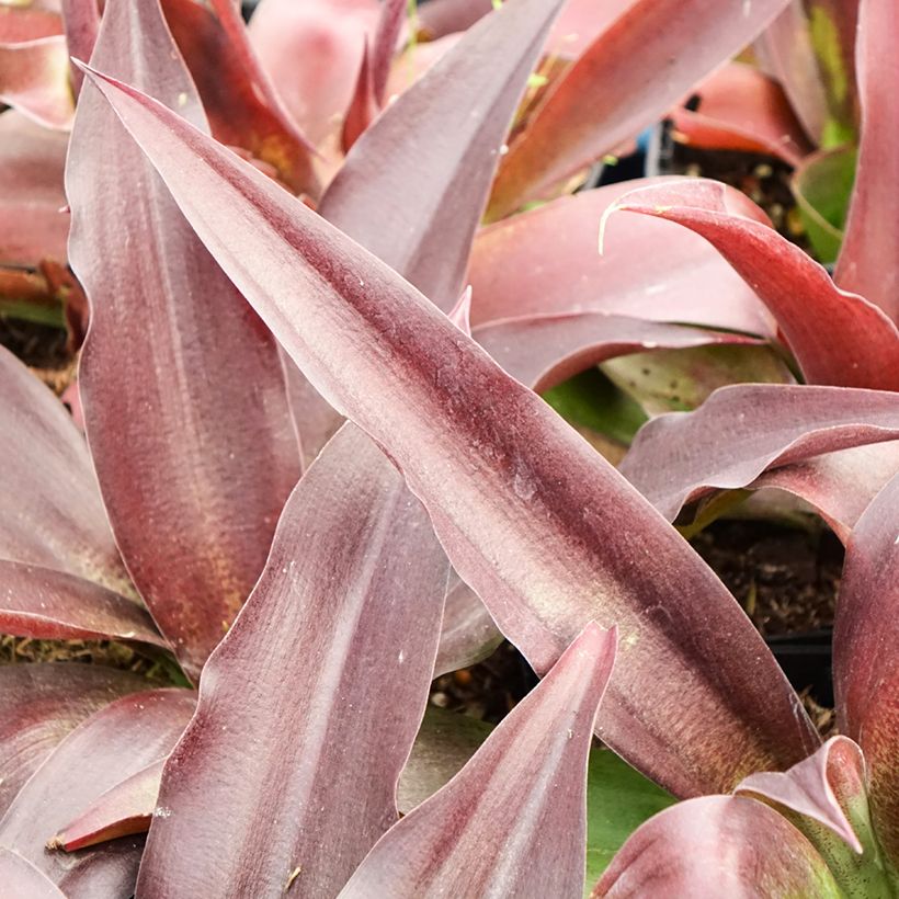 Agave undulata Purple passion (Foliage)