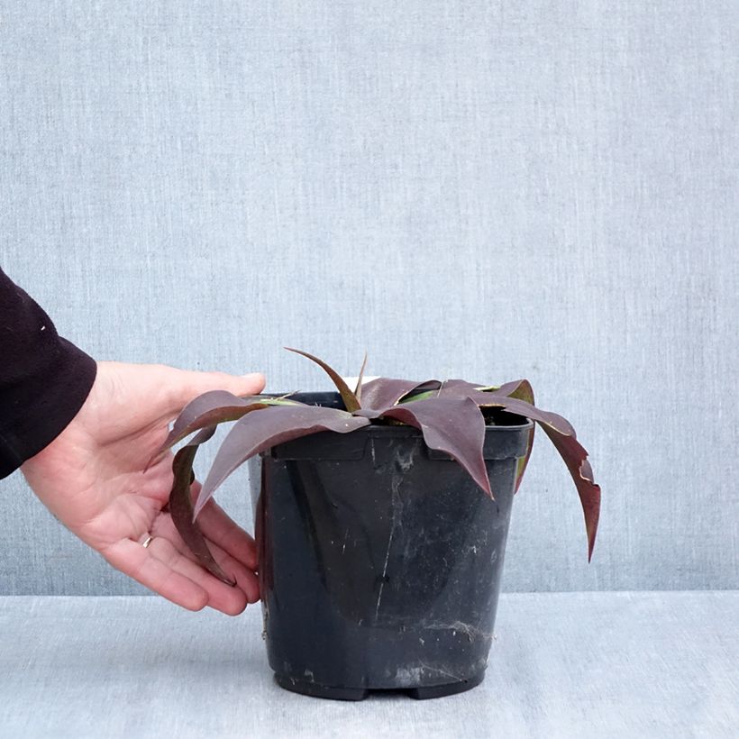 Agave undulata Purple passion  3L/4L pot sample as delivered in autumn