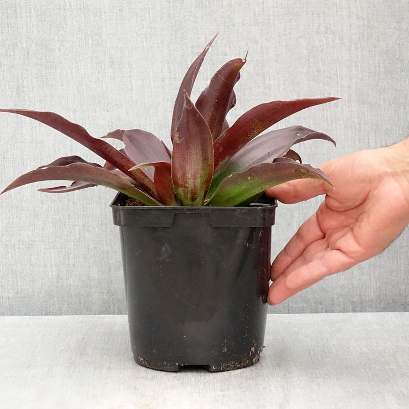 Agave undulata Purple passion  3L/4L pot sample as delivered in summer
