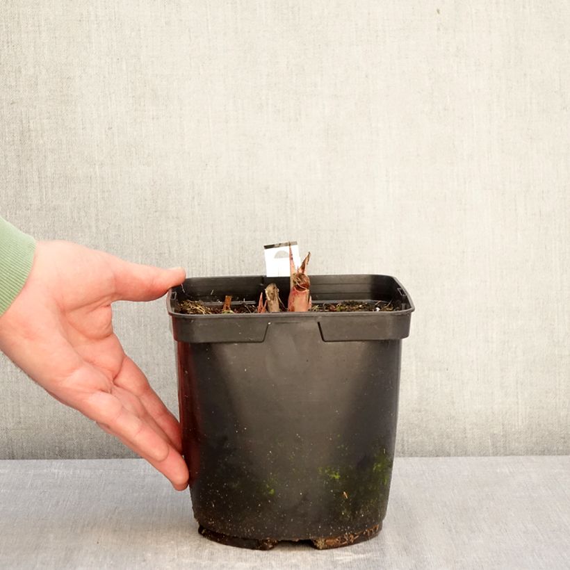 Agave undulata Purple passion  3L/4L pot sample as delivered in winter