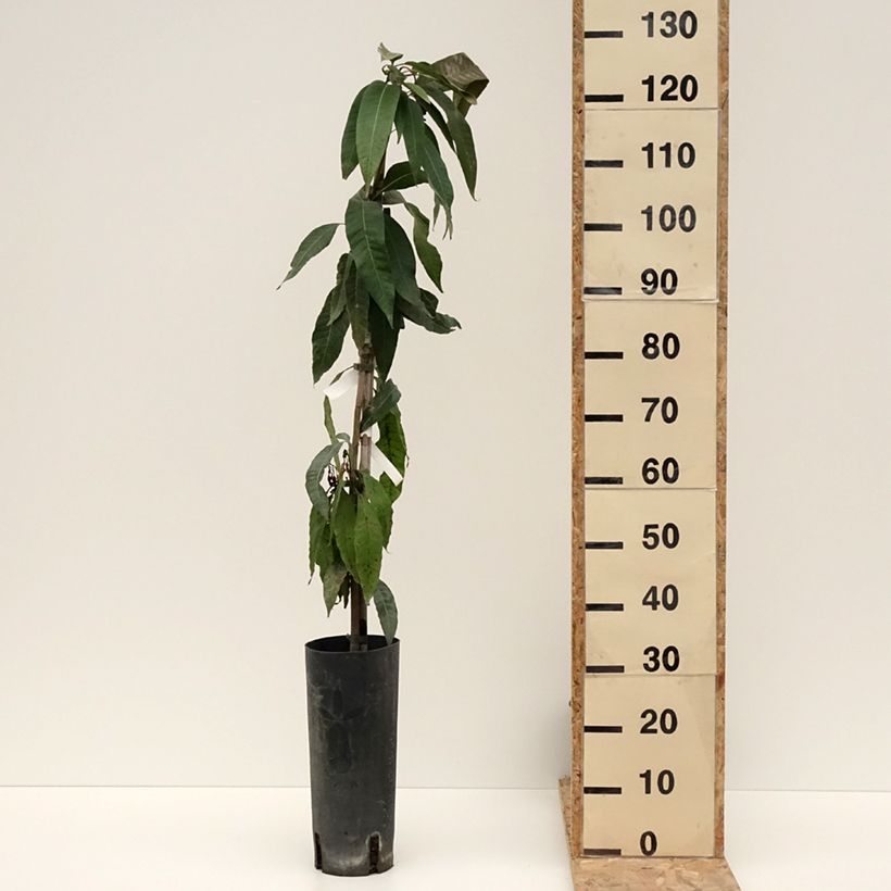 Mangifera indica - Mango Tree 6L/7L pot sample as delivered in winter