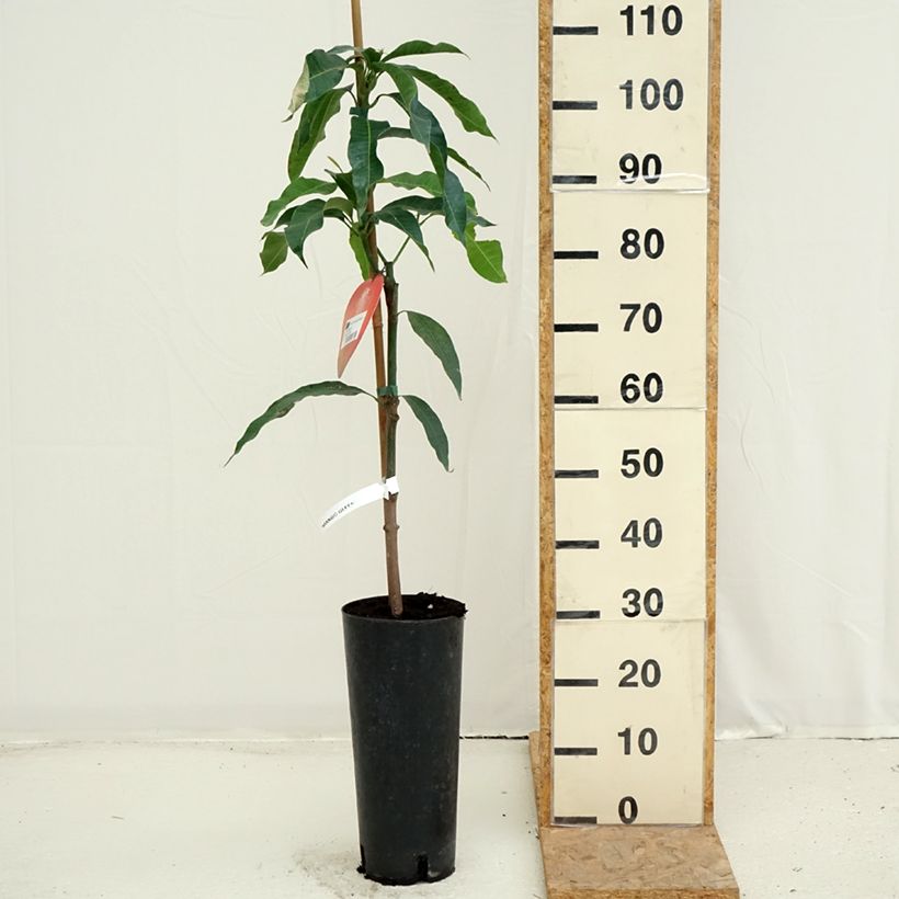 Mangifera indica Irwin - Mango 6L/7L pot sample as delivered in summer