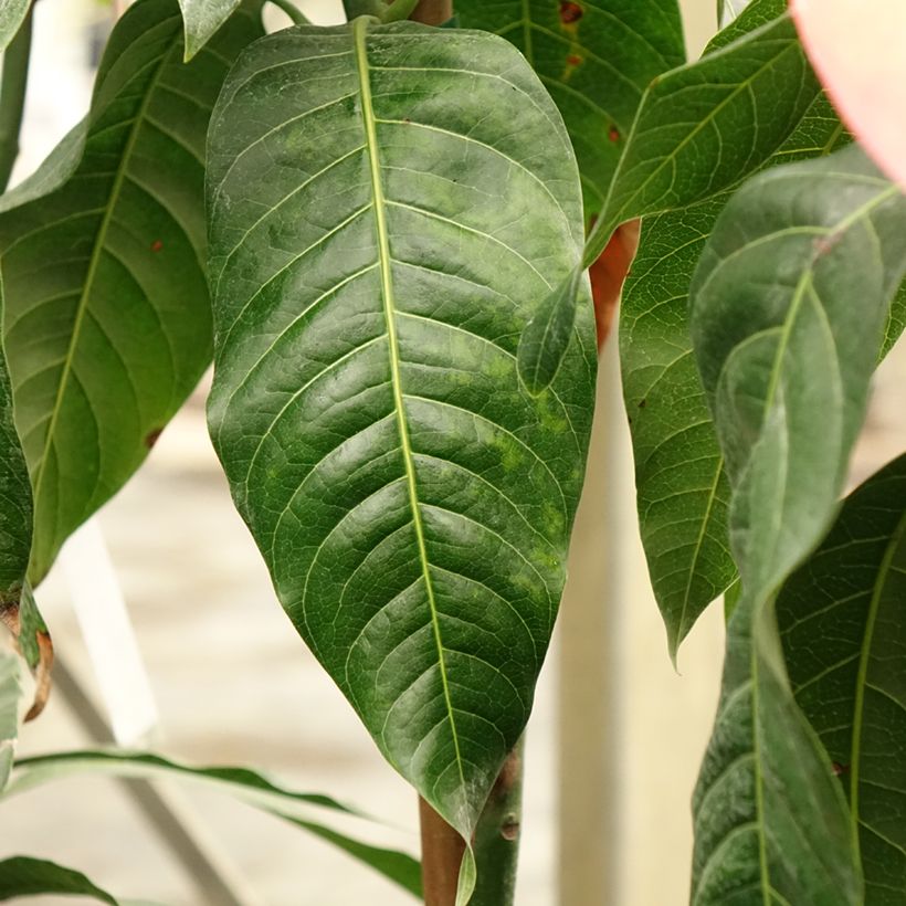Mango tree Keitt - Mangifera indica (Foliage)