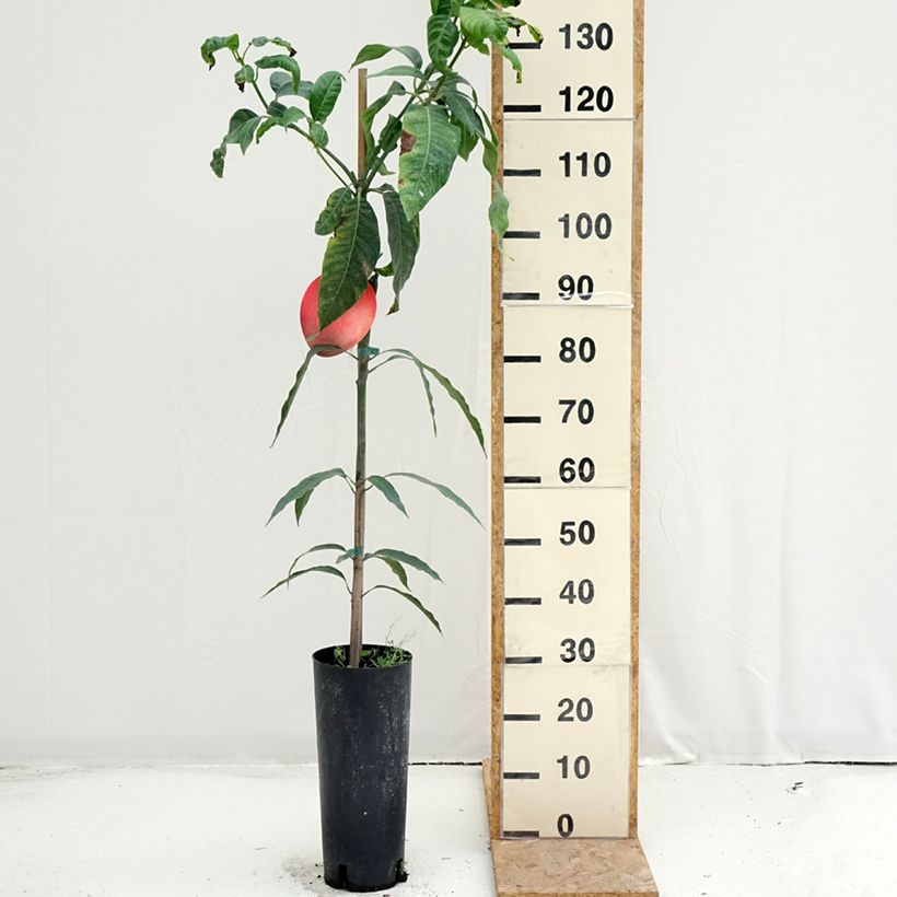 Mangifera indica Keitt - Mango 6L/7L pot sample as delivered in summer