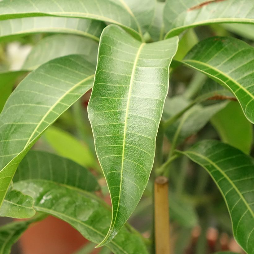 Mango tree Kent - Mangifera indica (Foliage)