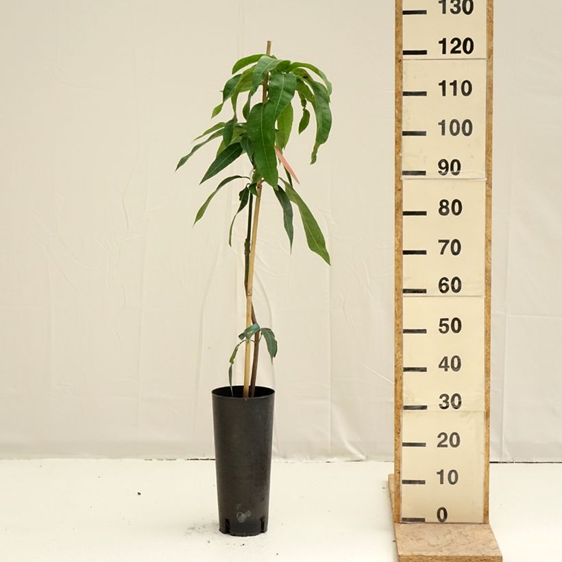 Mangifera indica Kent - Mango 6L/7L pot sample as delivered in spring