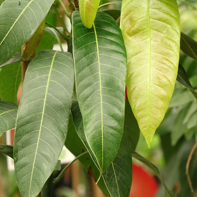 Mango tree Osteen - Mangifera indica (Foliage)