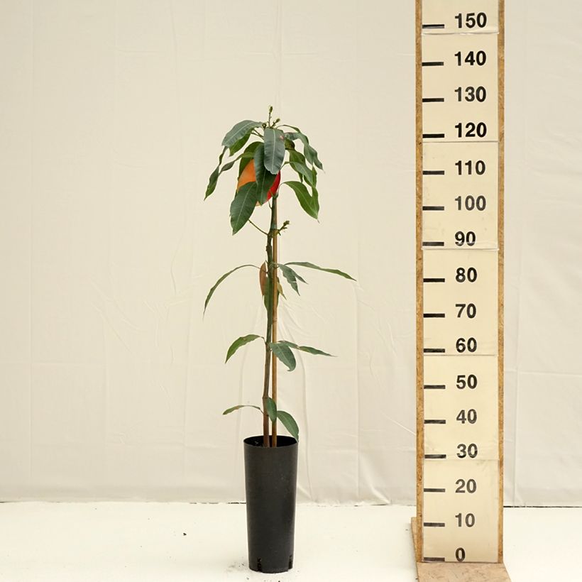 Mangifera indica Osteen - Mango 6L/7L pot sample as delivered in spring