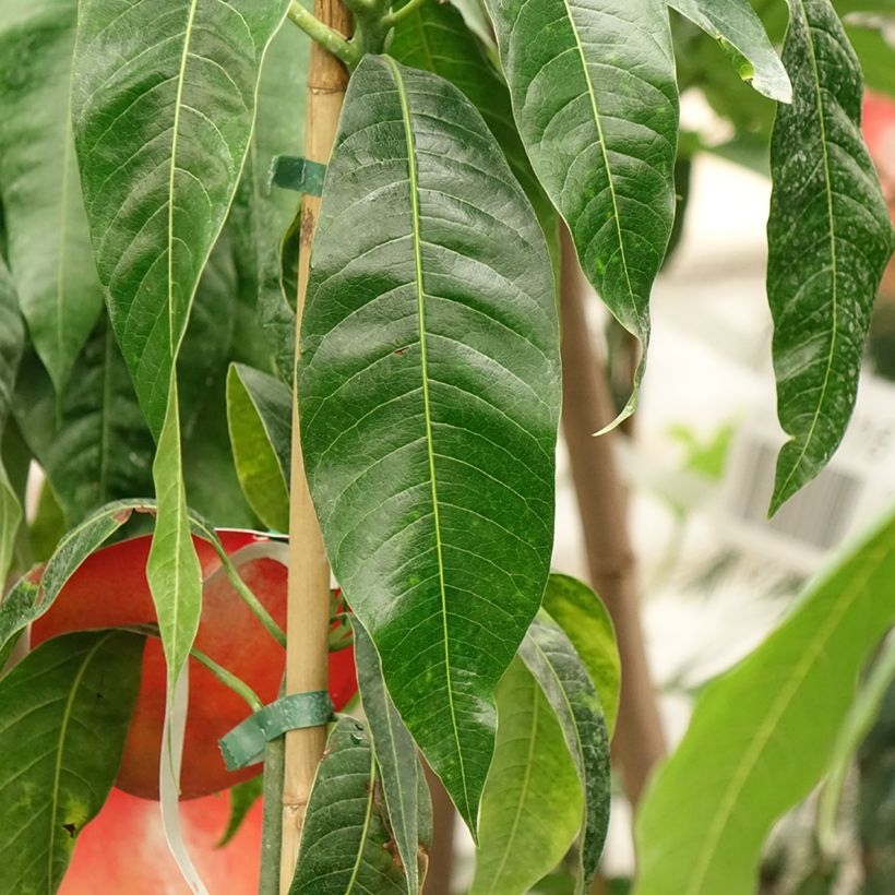 Mango tree Palmer - Mangifera indica (Foliage)