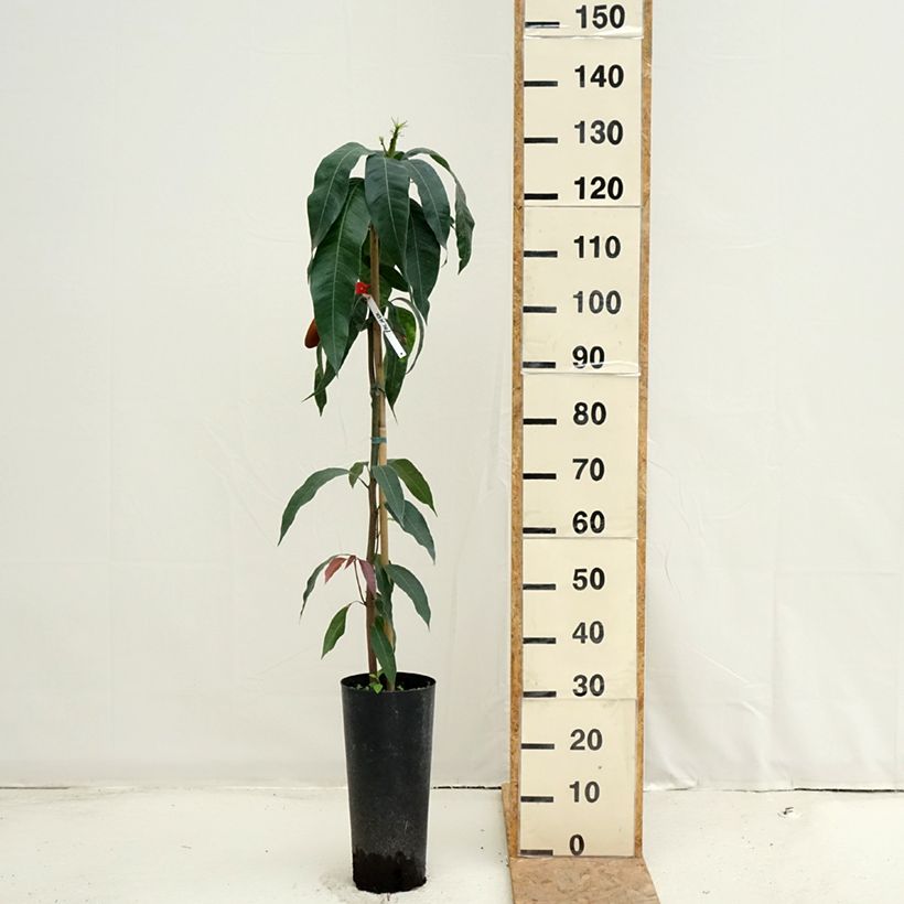 Mangifera indica Palmer - Mango 6L/7L pot sample as delivered in summer
