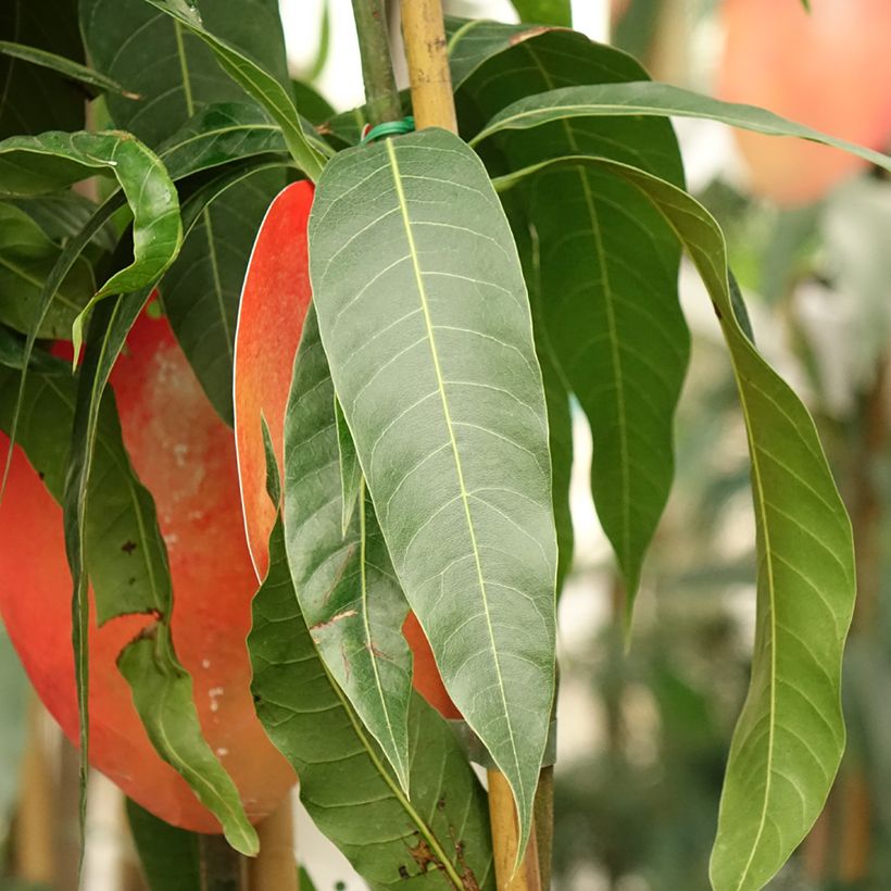 Mango tree Tommy Atkins - Mangifera indica (Foliage)