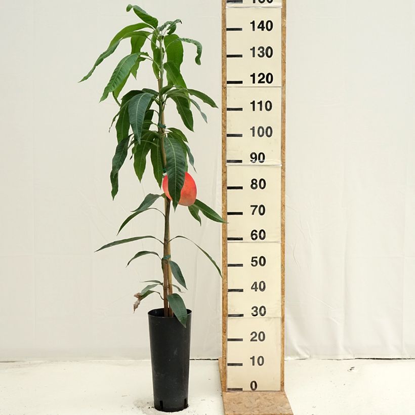 Mangifera indica Tommy Atkins - Mango 6L/7L pot sample as delivered in summer