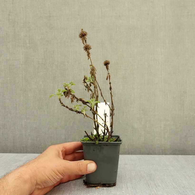 Marrubium incanum  8/9 cm pot sample as delivered in autumn
