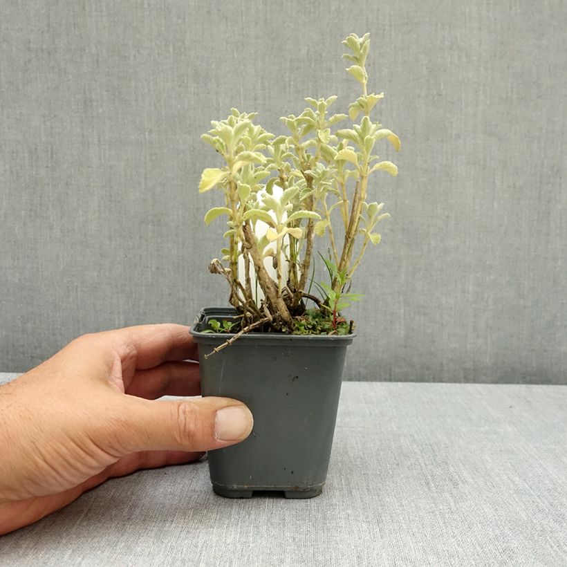 Marrubium incanum  8/9 cm pot sample as delivered in summer