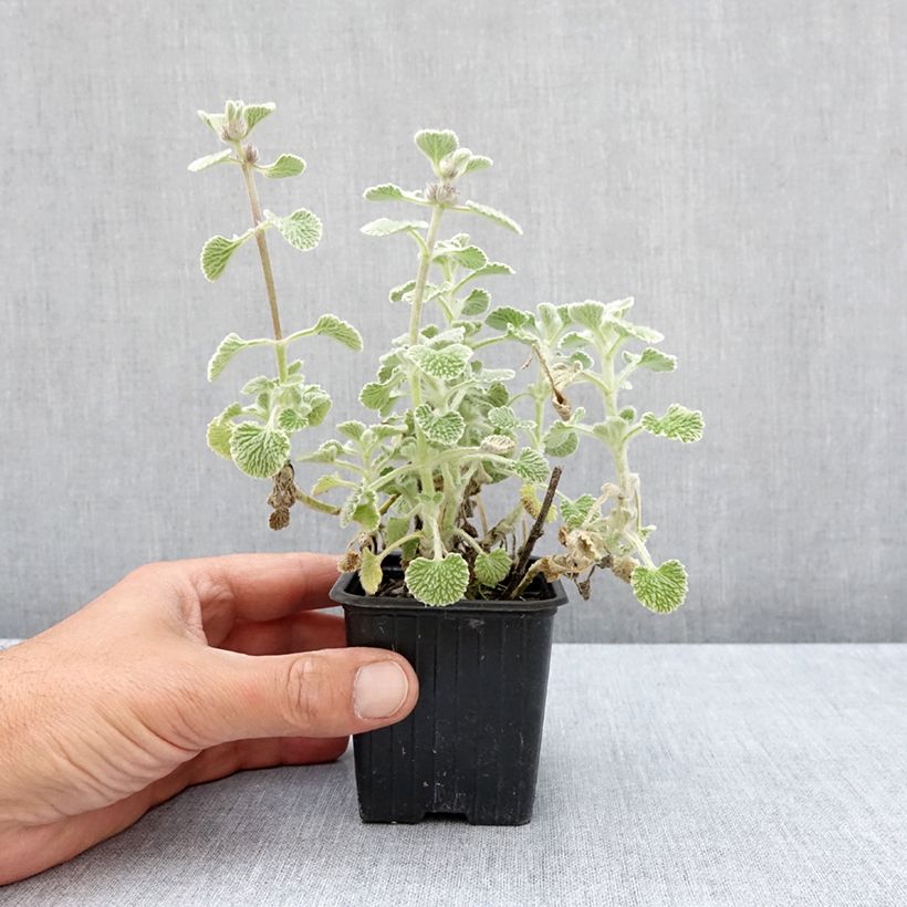 Marrubium supinum  8/9 cm pot sample as delivered in summer