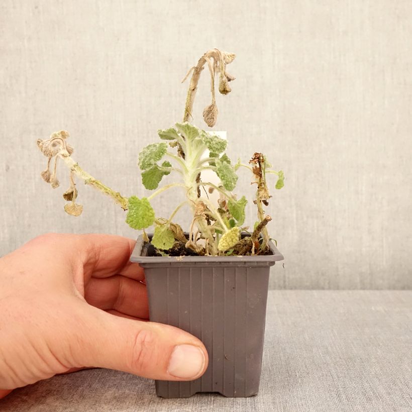 Marrubium supinum  8/9 cm pot sample as delivered in spring