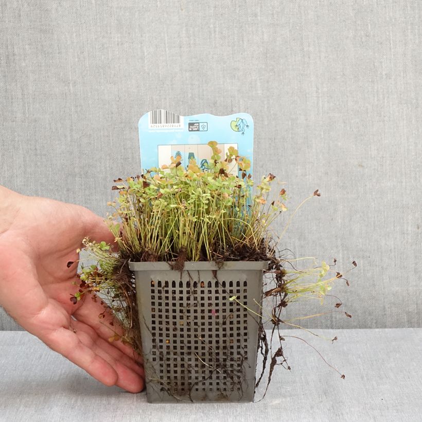 Marsilea quadrifolia - Water clover 1L/1.5L pot sample as delivered in autumn