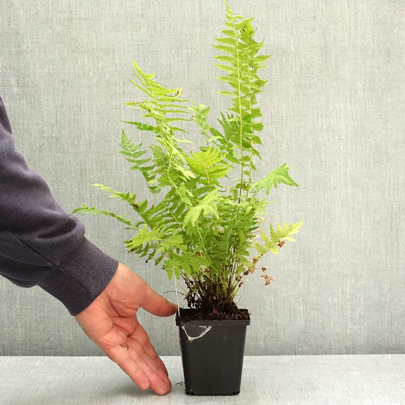 Matteuccia struthiopteris var. pensylvanica - Ostrich Fern 8/9 cm pot sample as delivered in summer