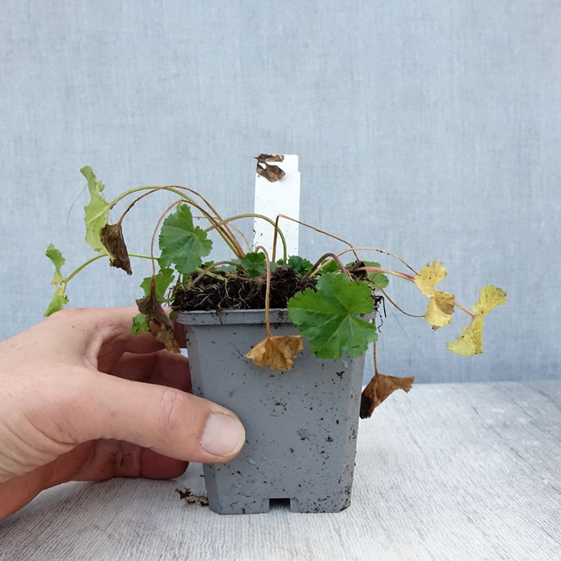 Malva moschata Alba - Musk Mallow 7/8 cm pot sample as delivered in autumn