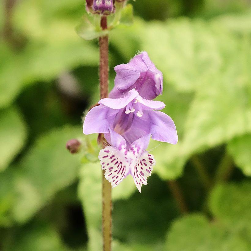 Meehania urticifolia Japanblau (Flowering)