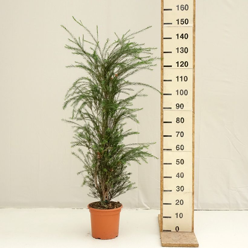 Melaleuca alternifolia - Tea tree 7.5L/10L pot sample as delivered in spring