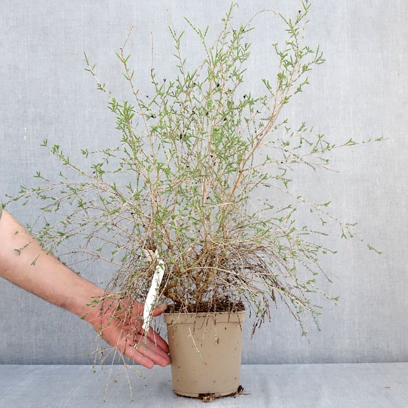 Melaleuca gibbosa 2L/3L pot sample as delivered in summer