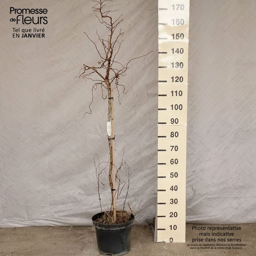 Larix kaempferi Diana - Larch 7.5L/10L pot sample as delivered in winter