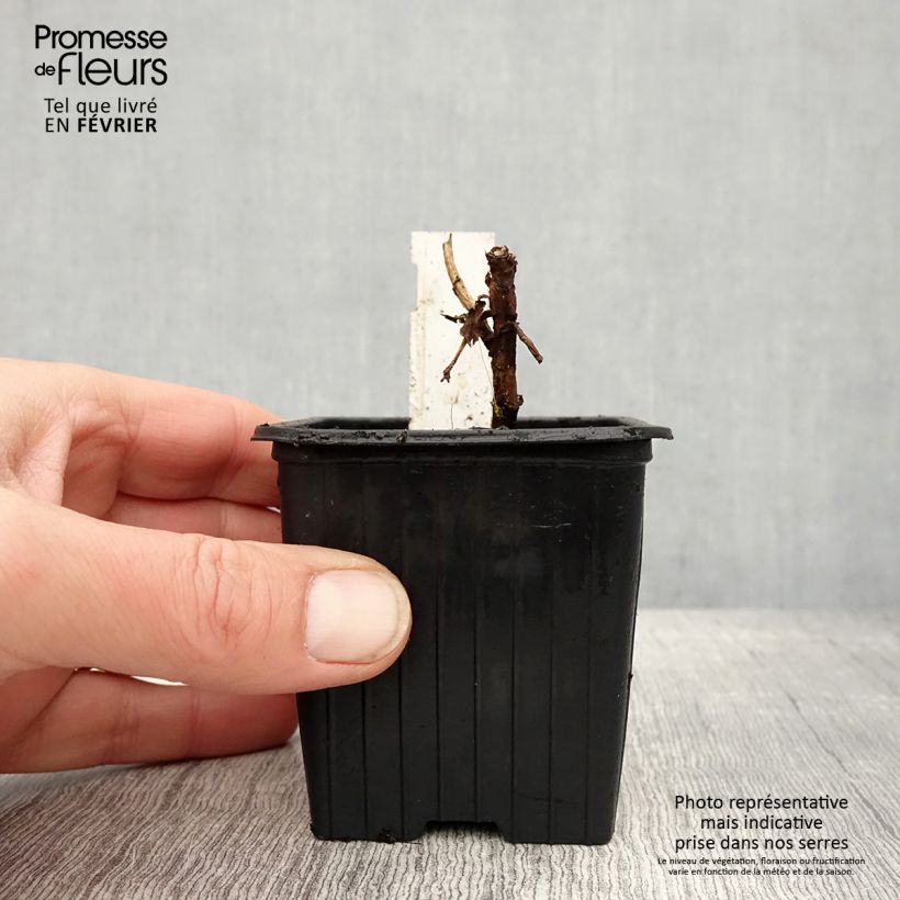 Melianthus major 8/9 cm pot sample as delivered in winter