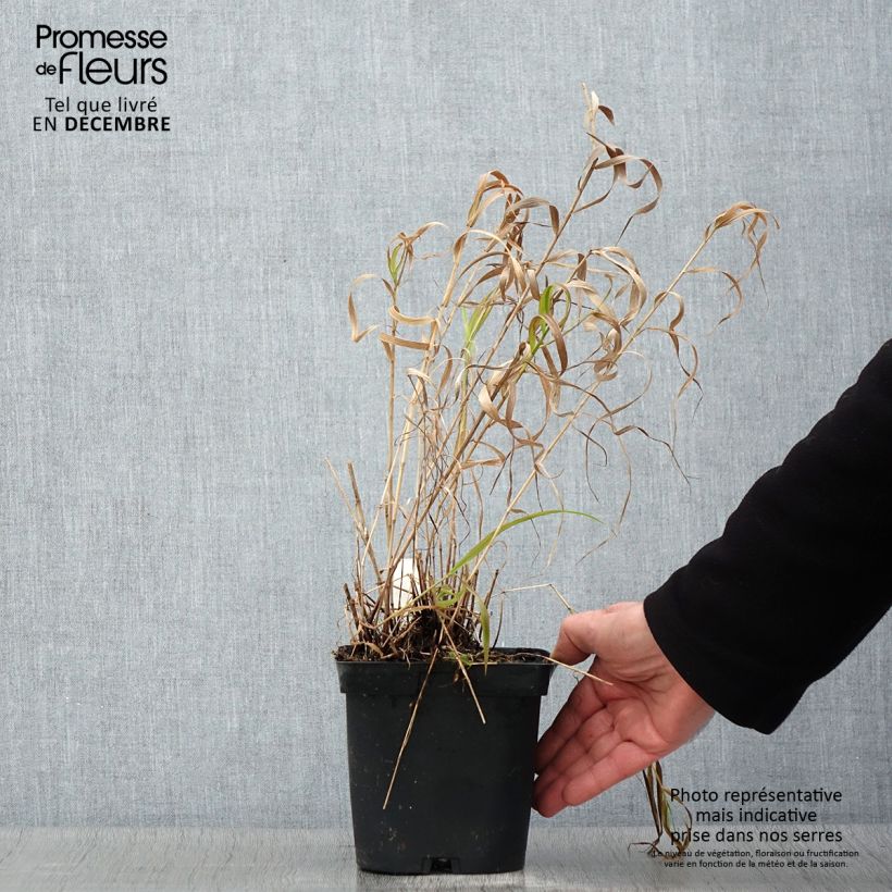 Melica altissima Atropurpurea 2L/3L pot sample as delivered in autumn