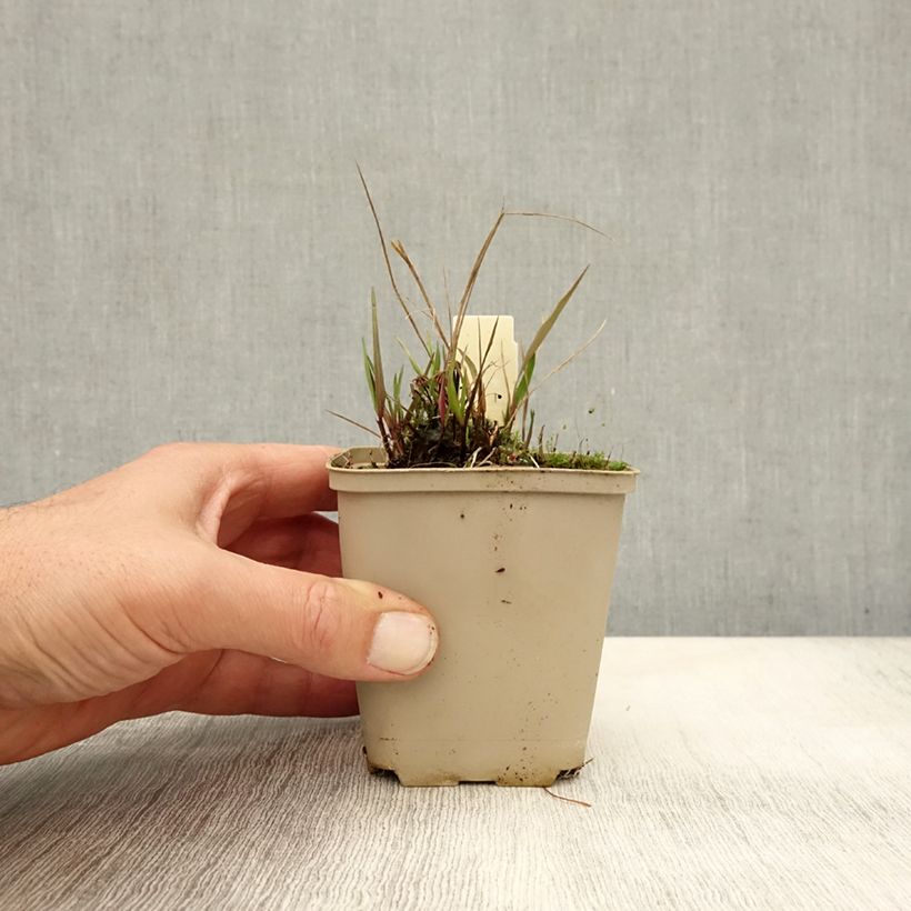 Melica nutans 8/9 cm pot sample as delivered in autumn