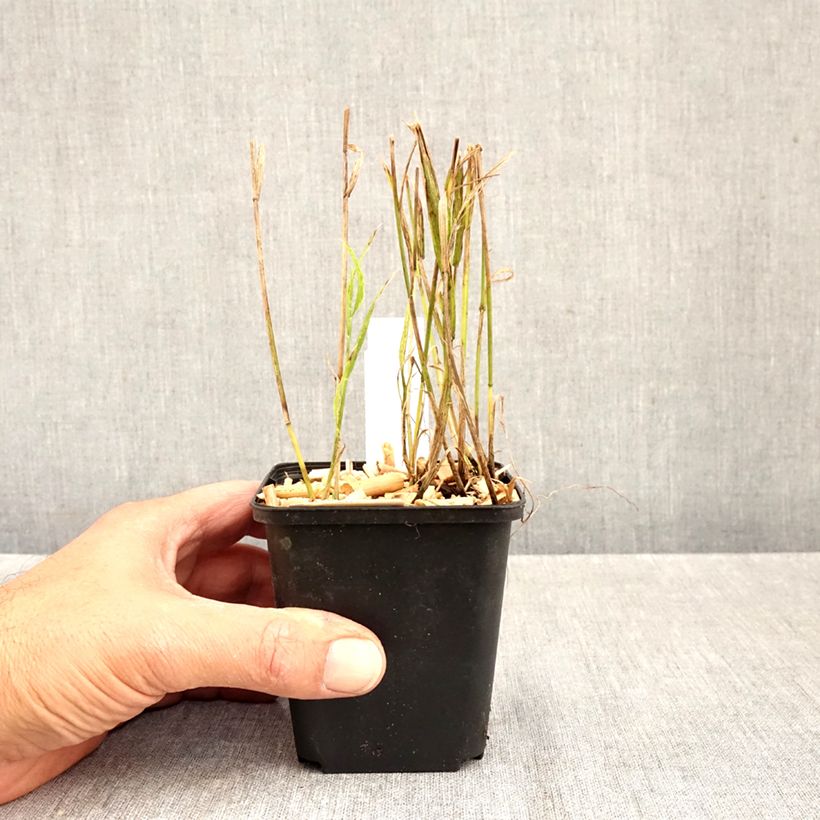 Melica uniflora f. albida 8/9 cm pot sample as delivered in autumn