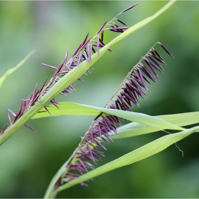 Melica altissima Atropurpurea (Flowering)