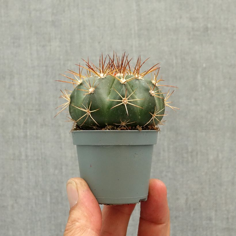 Melocactus azureus - Blue melon cactus mini plant sample as delivered in spring