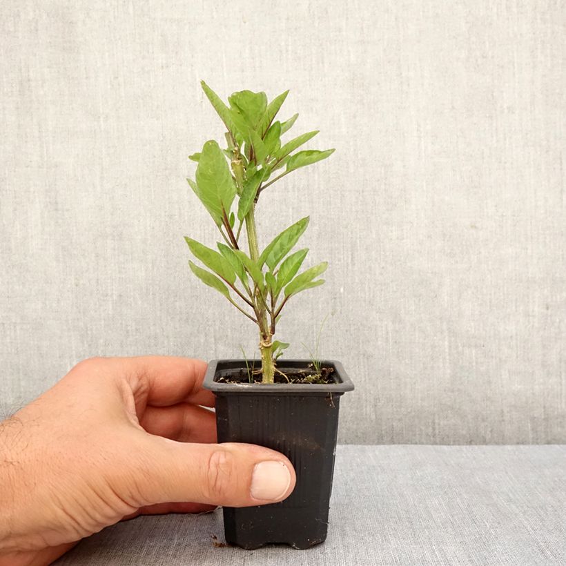 Pear Melon - Pepino - Solanum muricatum 7/8 cm pot sample as delivered in autumn