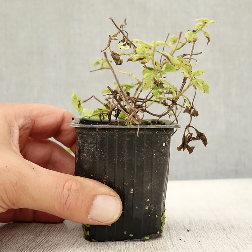 Organic Mentha arvensis Banana 8/9 cm pot sample as delivered in autumn