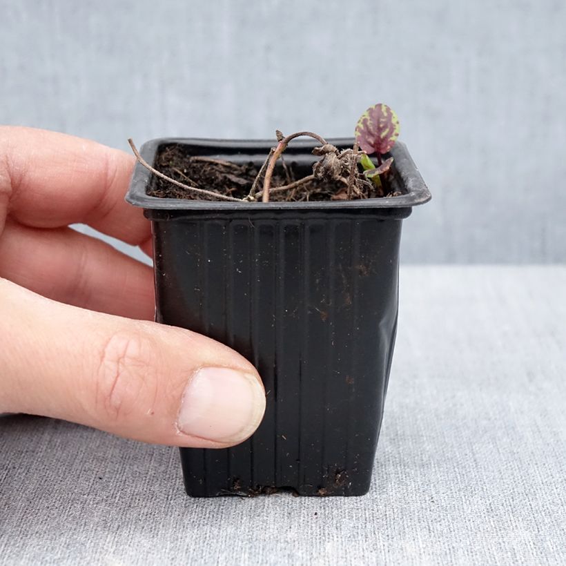 Organic Mentha arvensis Banana 8/9 cm pot sample as delivered in spring