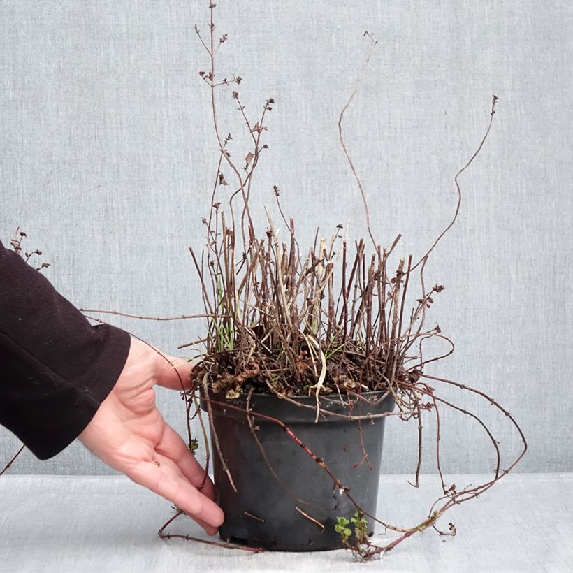 Mentha citrata Bergamote 2L/3L pot sample as delivered in winter