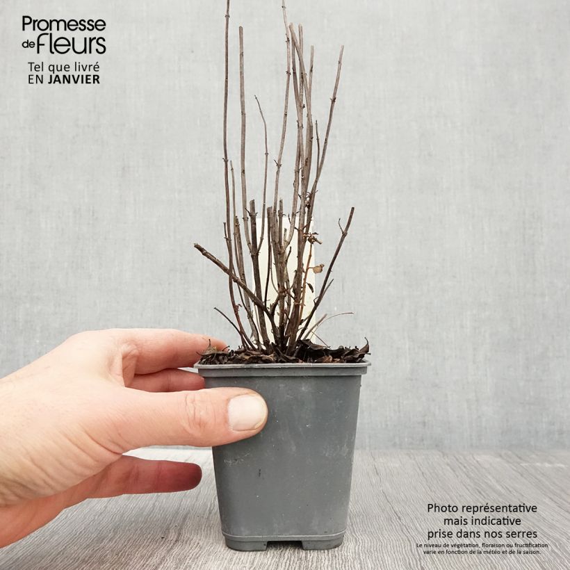 Mentha piperita Citrata - Mint 8/9 cm pot sample as delivered in winter