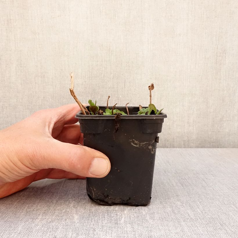 Mentha piperita chartreuse 8/9 cm pot sample as delivered in spring