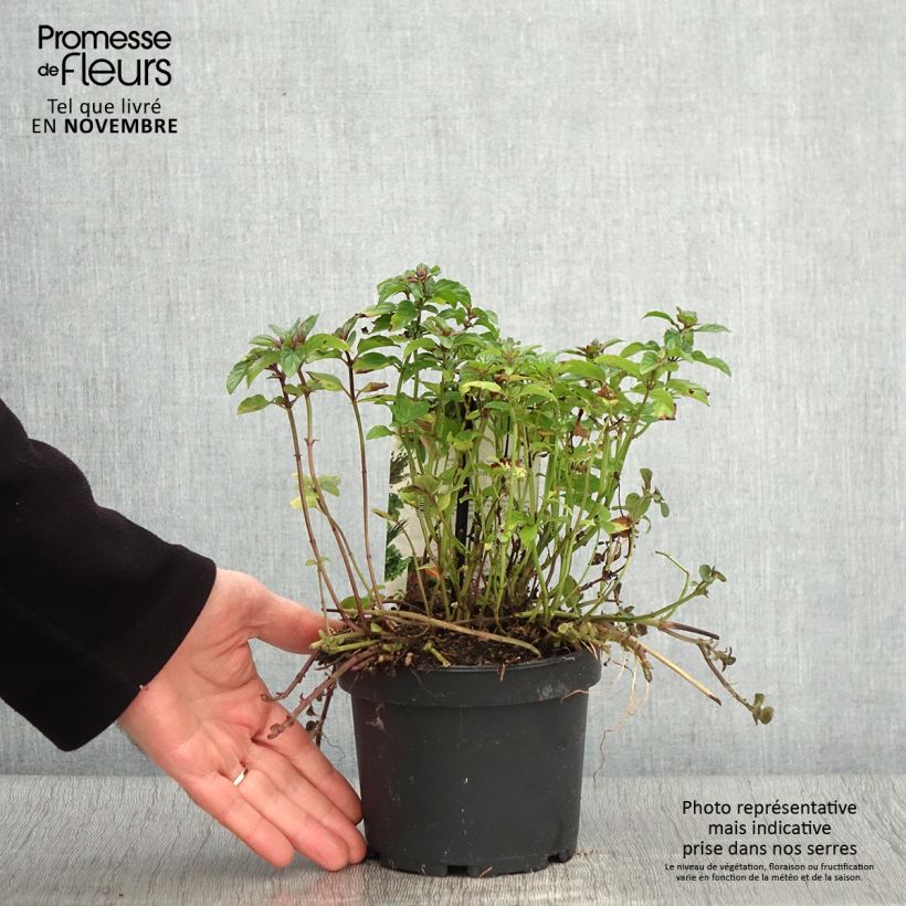 Chocolate Mint - Mentha x piperita schocominze 1.5L/2L pot sample as delivered in autumn